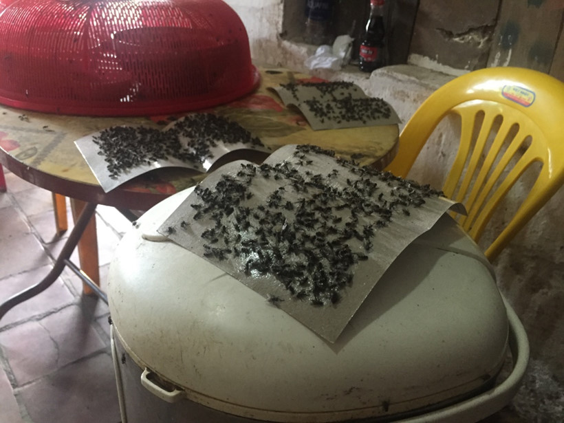 [-]Kinh[-]ho&agrave;ng[-]ruồi[-]từ[-]b&atilde;i[-]r&aacute;c[-]Nam[-]Sơn[-]"tấn[-]c&ocirc;ng"[-]nh&agrave;[-]d&acirc;n